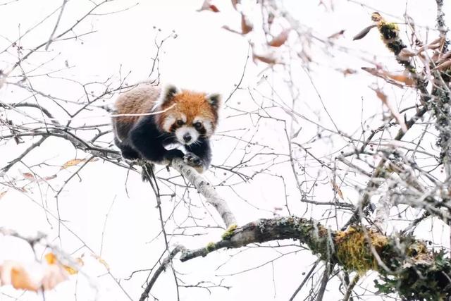 成都周边打雪仗、堆雪人好去处！二郎山喇叭河